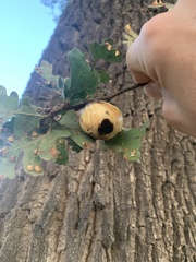 Andricus quercuscalifornicus