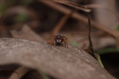 Stenaelurillus lesserti