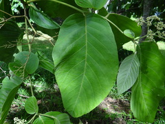 Cordia sulcata