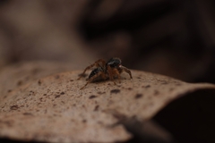 Stenaelurillus lesserti