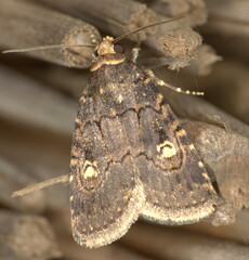 Athetis leuconephra