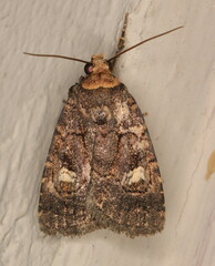 Athetis leuconephra