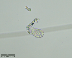 Odontochlamys gouraudi