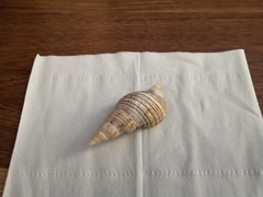 Siphonalia spadicea