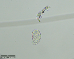 Odontochlamys gouraudi