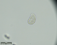 Odontochlamys gouraudi