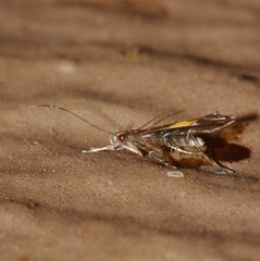 Cosmopterix