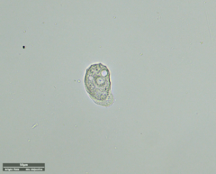 Odontochlamys gouraudi