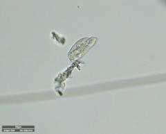 Odontochlamys gouraudi