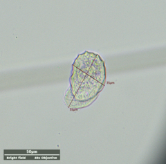 Odontochlamys gouraudi