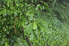 Saurauia tristyla
