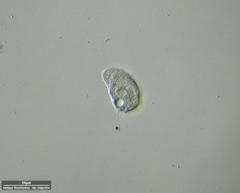 Odontochlamys gouraudi