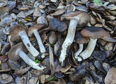 Entoloma ferruginans