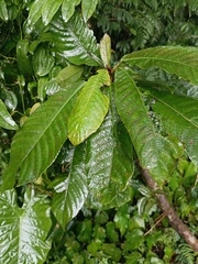Saurauia tristyla