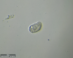 Odontochlamys gouraudi