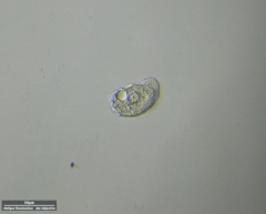 Odontochlamys gouraudi