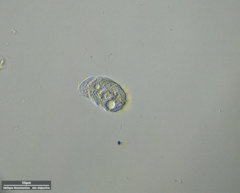 Odontochlamys gouraudi