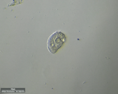 Odontochlamys gouraudi