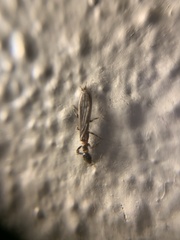 Oligotoma