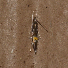 Cosmopterix