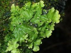 Pseudocyphellaria lindsayi