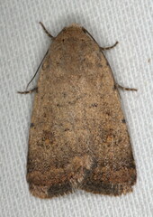 Athetis singula