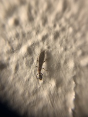 Oligotoma
