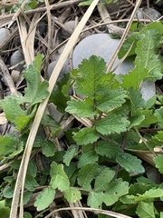 Brassiceae