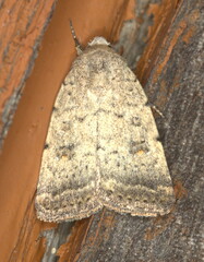 Athetis singula