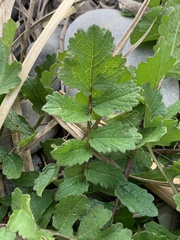 Brassiceae