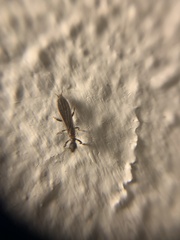 Oligotoma