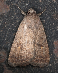 Athetis singula