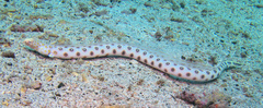 Ophichthus polyophthalmus