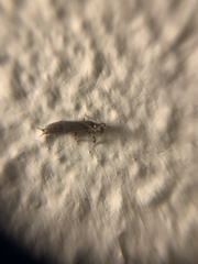 Oligotoma