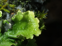 Pseudocyphellaria lindsayi