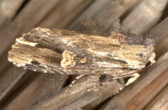 Magusa versicolora