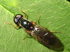 Sarginae