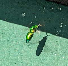 Chrysis lincea