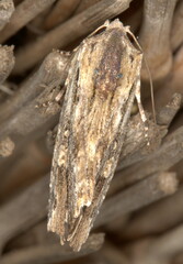 Magusa versicolora