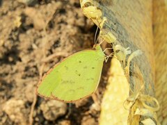 Eurema brigitta rubella