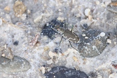 Cicindela tenuisignata