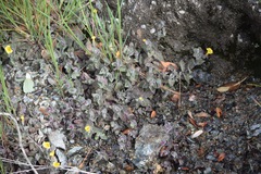 Erythranthe willisii