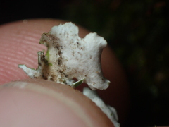 Pseudocyphellaria lindsayi