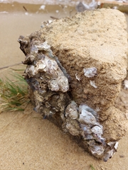 Saccostrea