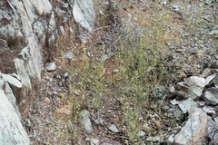 Streptanthus polygaloides