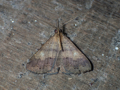 Oxaenanus brontesalis