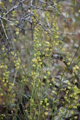 Streptanthus polygaloides