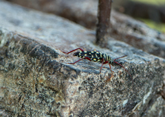 Placosternus difficilis