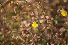 Erythranthe percaulis