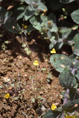 Erythranthe percaulis